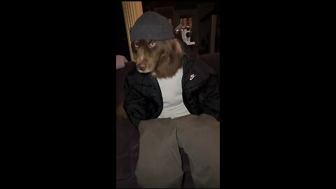 viral dressed dog video / cool dog / funny dog