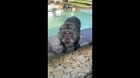 Funny Monkey 😂😂😂