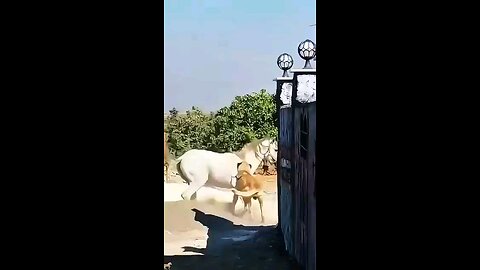 Dog 🐕 vs horse 🐎