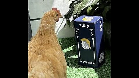 The Trump Chicken's Thoughts On Hotdog Eating Contests