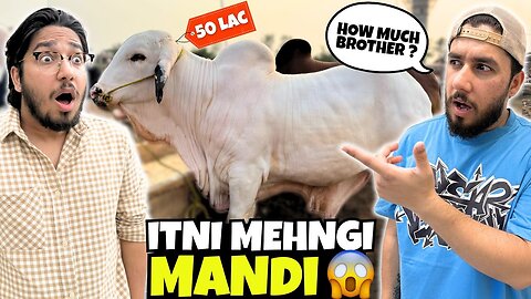 50 Lakh Ki Cow Le Li? | Itni Mehngi Mandi 😱