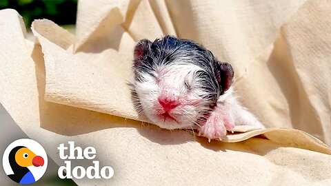 Rescued Kitten Has Still The Placenta Attached To Him | The Dodo