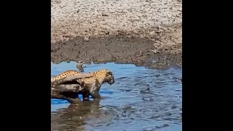 Catfish for lunch