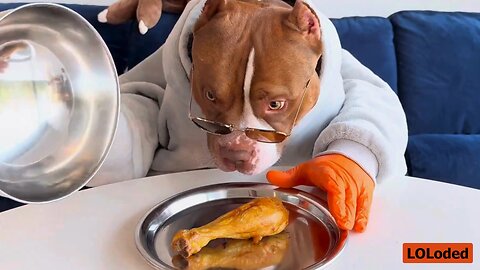 Choco's Epic Raw Food Showdown 🐶🔫🍖