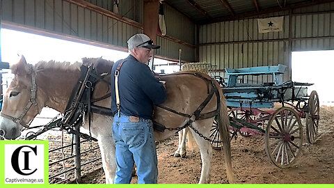 Mule Team Workshop - The 1836 Chuckwagon Races 2022