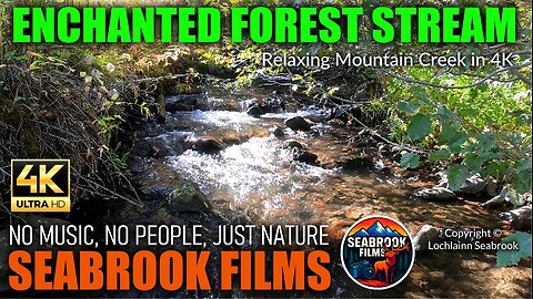 Enchanted Forest Stream: Relaxing Mountain Creek in 4K