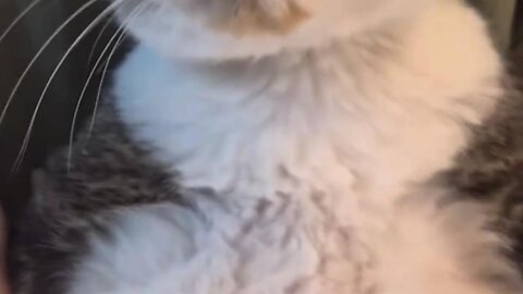 Cat Tries the Challenge 🐱