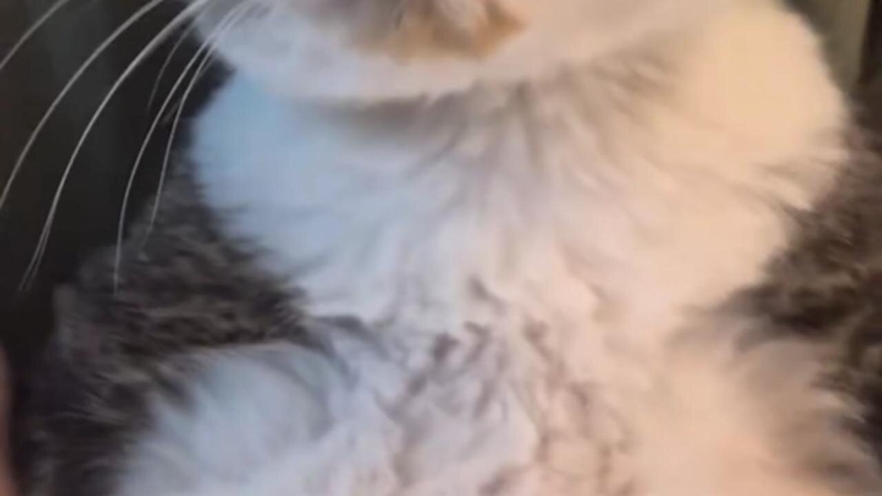 Cat Tries the Challenge 🐱