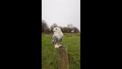 lovely bird