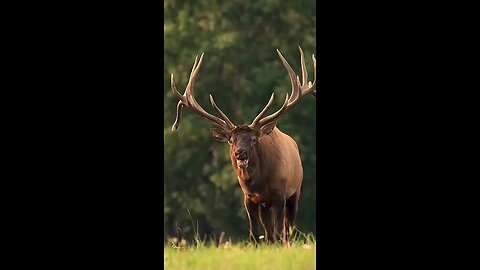 wildlife animals Barah Singh Deer #short #video# and subscribe to channel