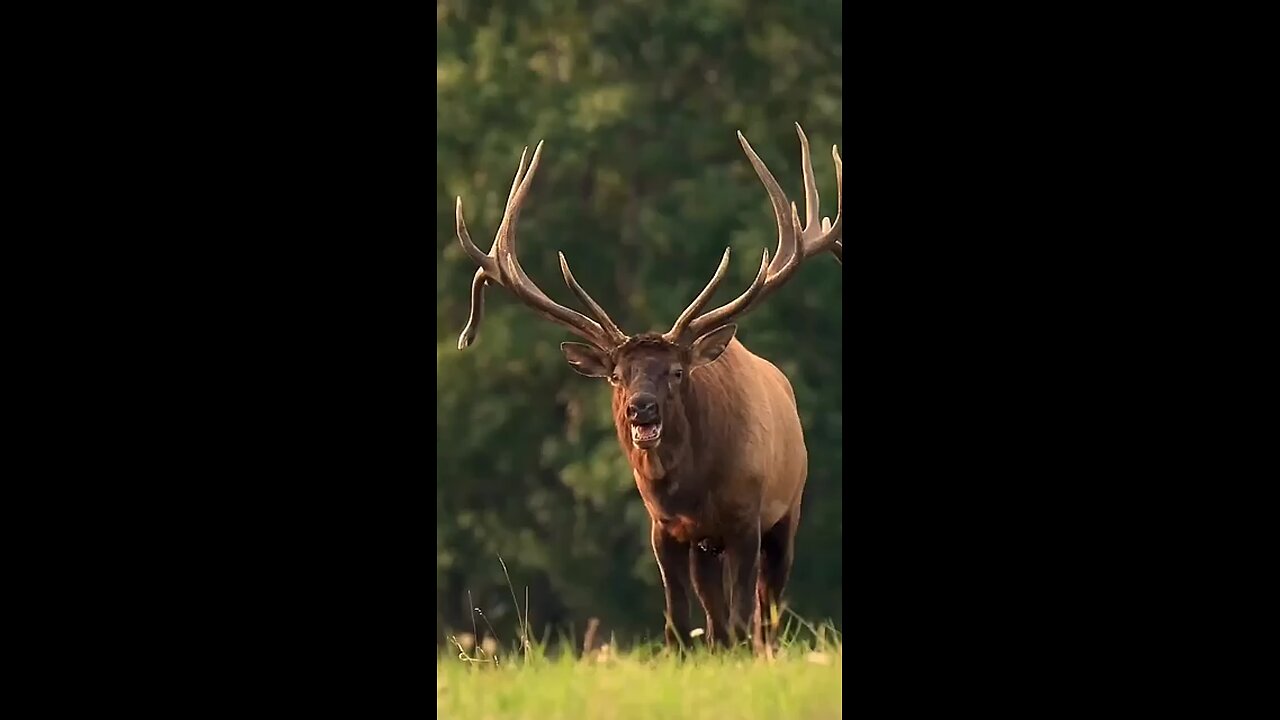 wildlife animals Barah Singh Deer #short #video# and subscribe to channel