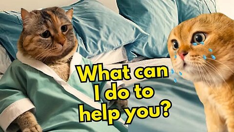 What Does a Cat Do When His Girlfriend is Sick (Ep.28)