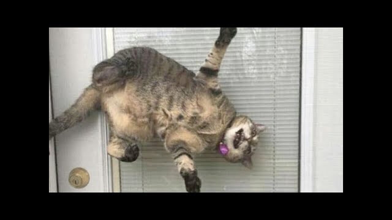 CATS that will make you LAUGH REALLY HARD - FUNNY CAT compilation