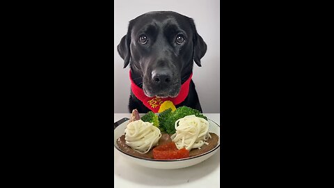 dog eating food