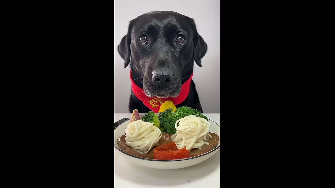 dog eating food