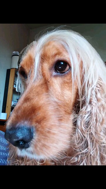 dog dogshow Animals entertainment film