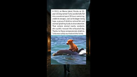 Dolphins Rescue Elderly Dog