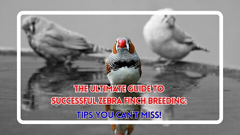 The Ultimate Guide to Successful Zebra Finch Breeding: Tips You Can't Miss!