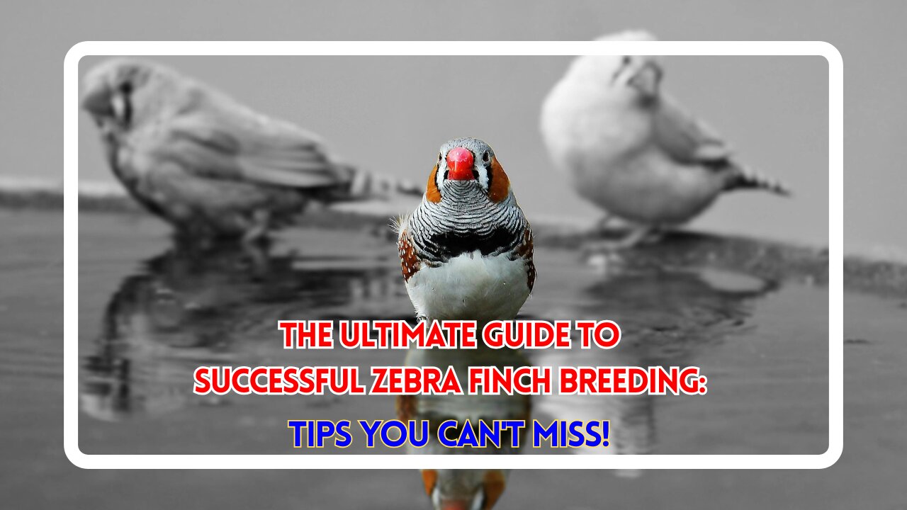 The Ultimate Guide to Successful Zebra Finch Breeding: Tips You Can't Miss!