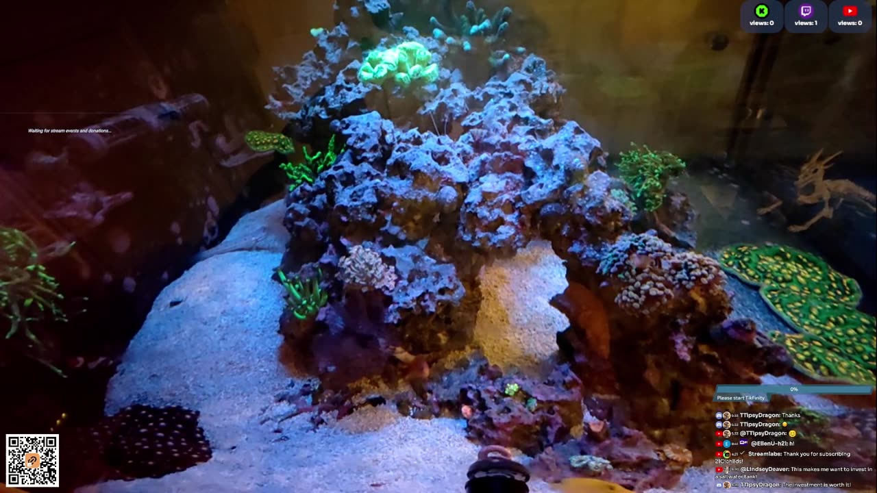 24/7 Real Live Reef Stream