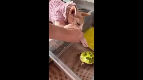 Funny Animal