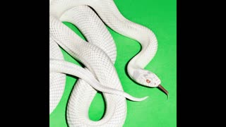 Deftones - Private Music (2025)