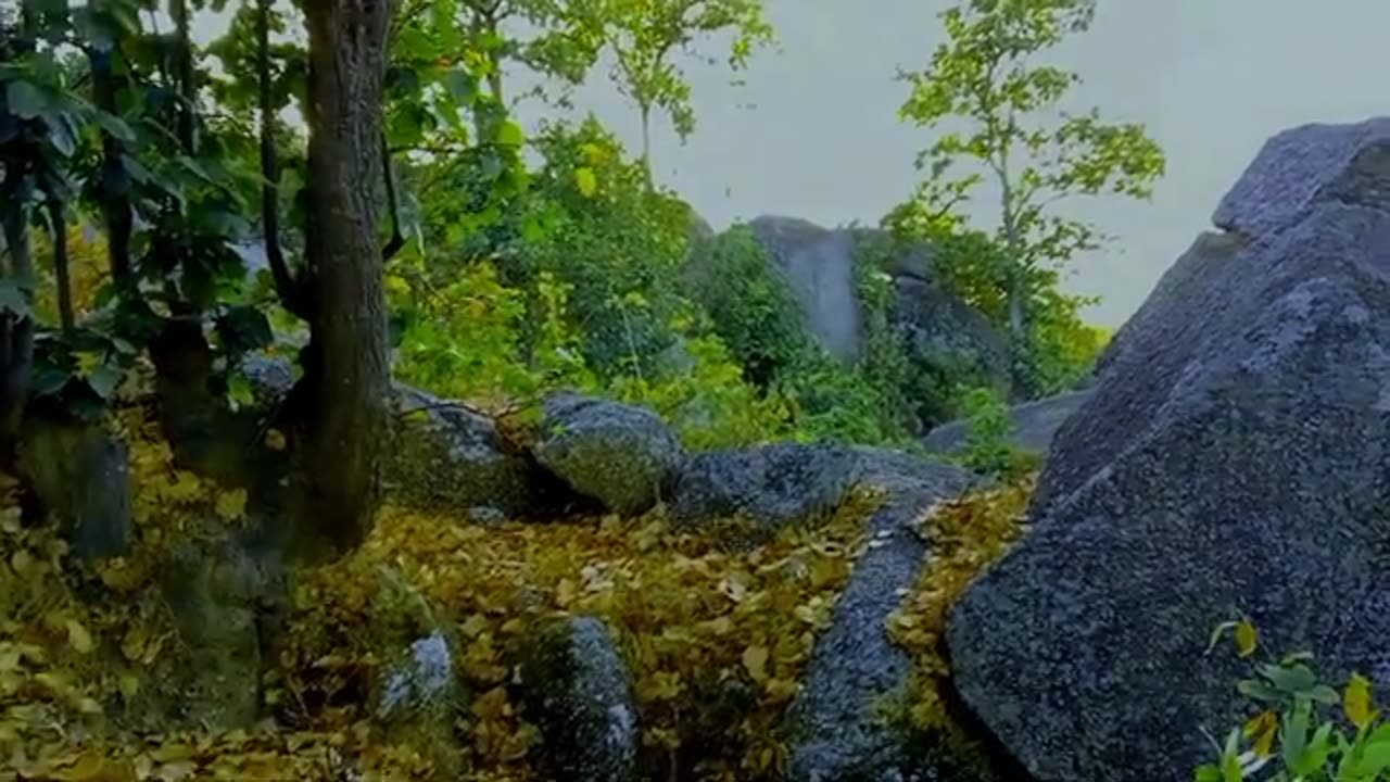 Forrest video
