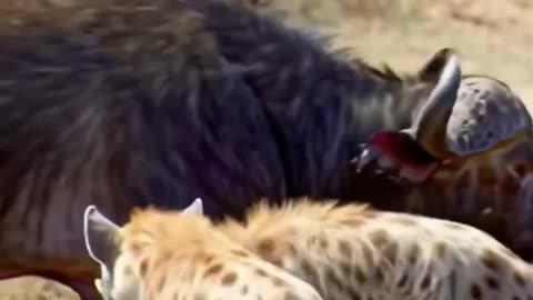 The Clan's Brutal Law: Hyenas vs. Cape Buffalo