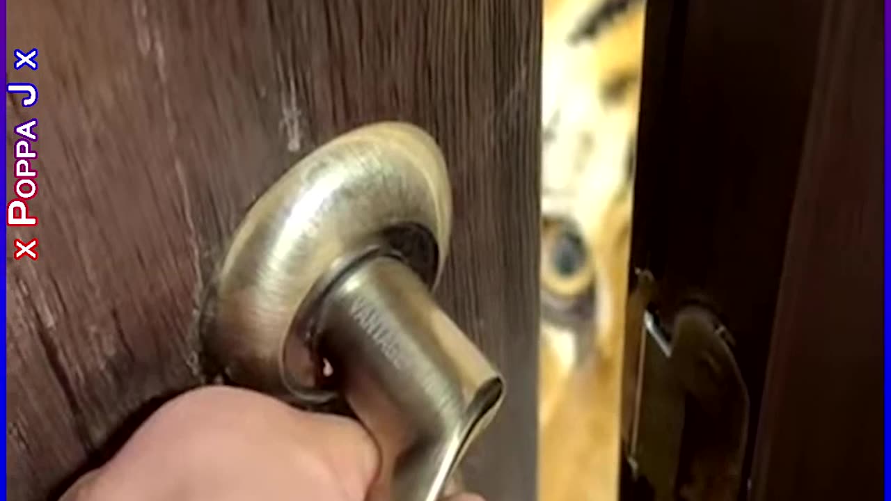 Don’t Forget to Knock 🐯