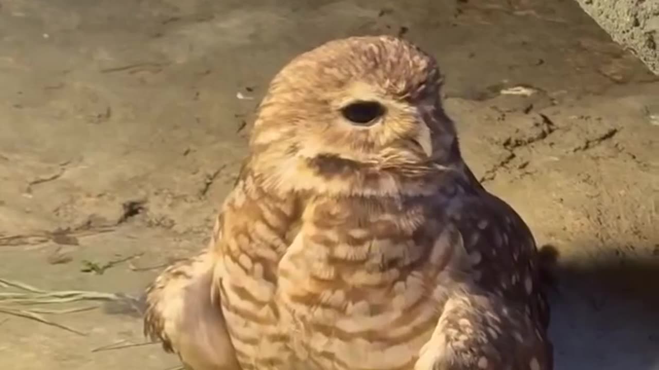 Joe was a busy elf this year 🦉😔