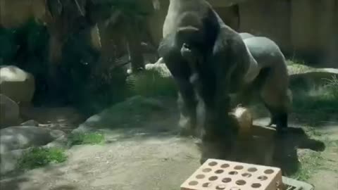 Wild life