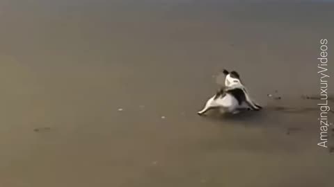 Funny animals videos