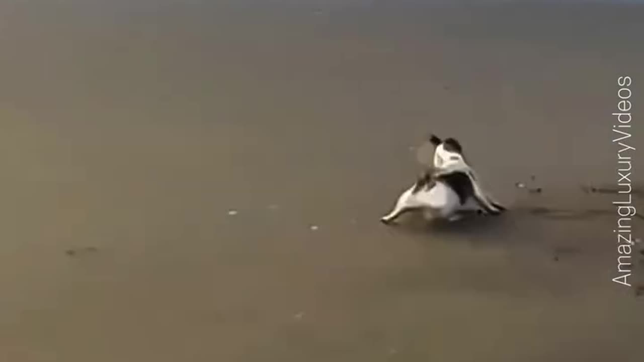Funny animals videos
