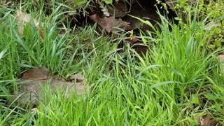 SZ:6 EP:4 Water Draining Issues - How We Are Working On Ours