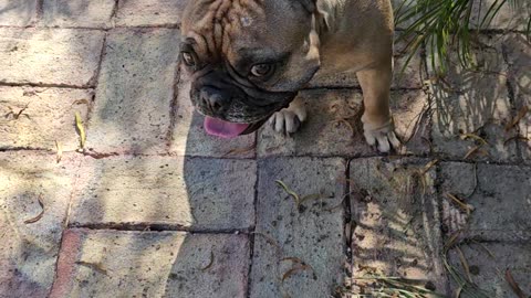 My Little Frenchie