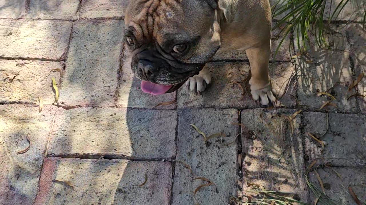 My Little Frenchie