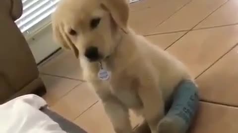 Fun Animals