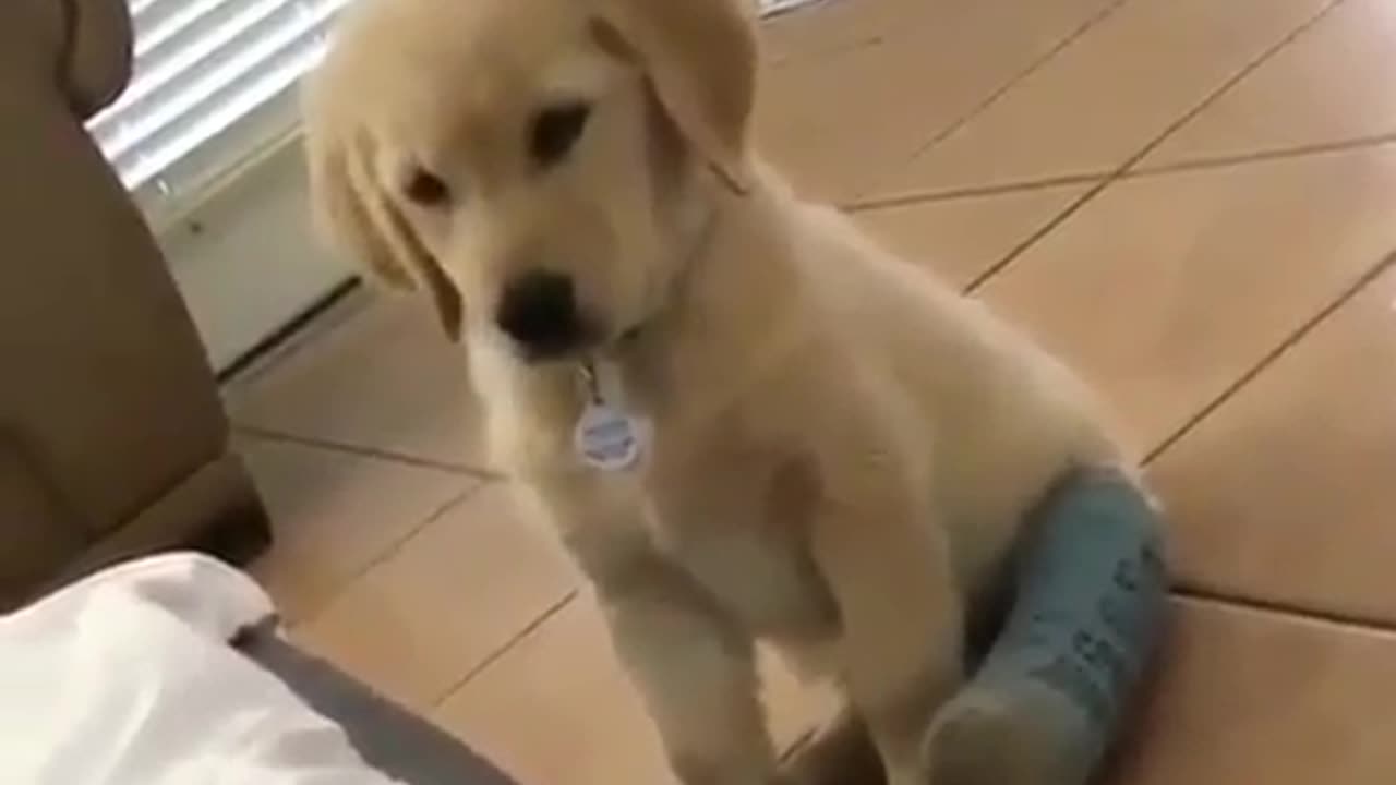 Fun Animals