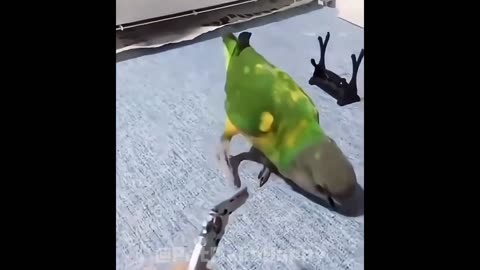 Try Not To Laugh Challenge: Impossible Parrot Edition. #funny #pets #animals #birds