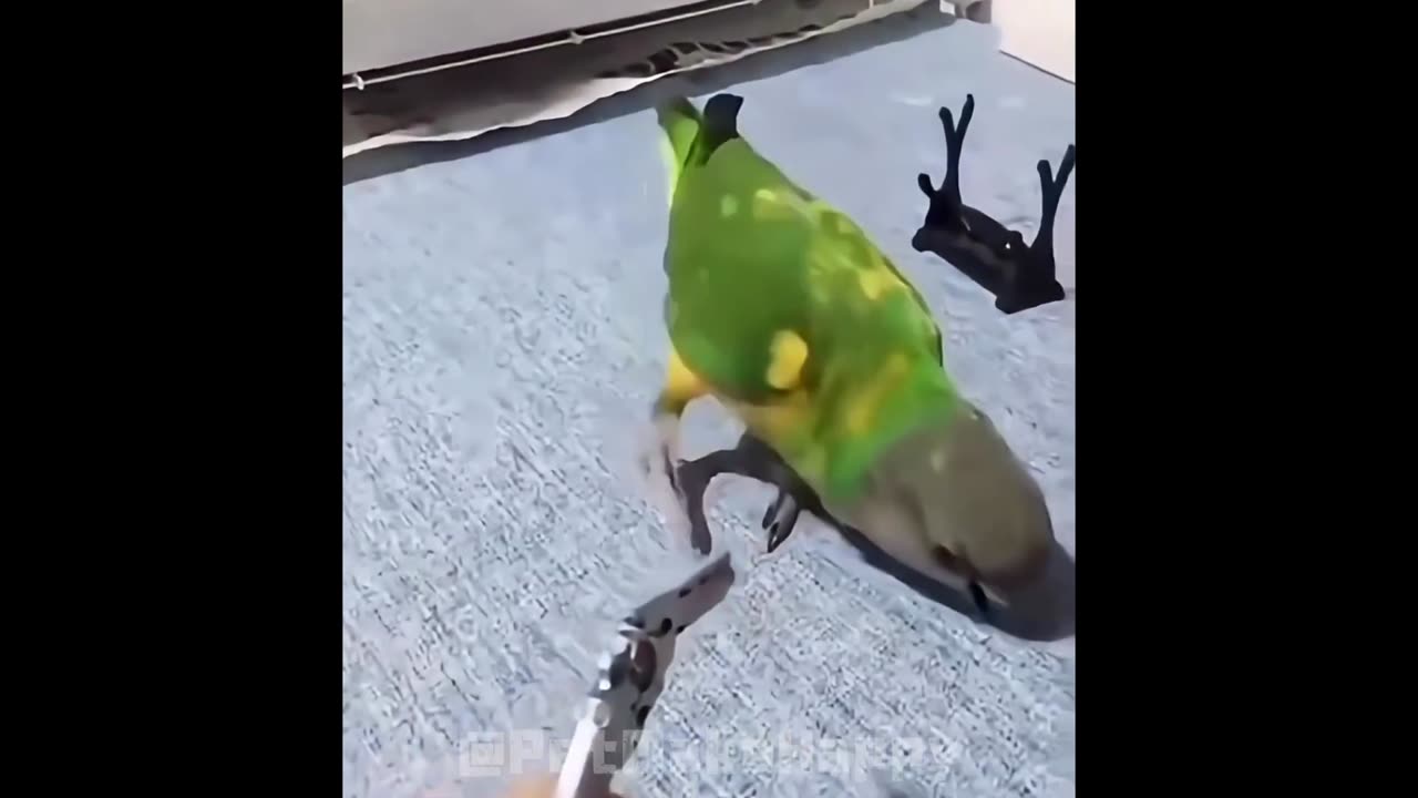 Try Not To Laugh Challenge: Impossible Parrot Edition. #funny #pets #animals #birds