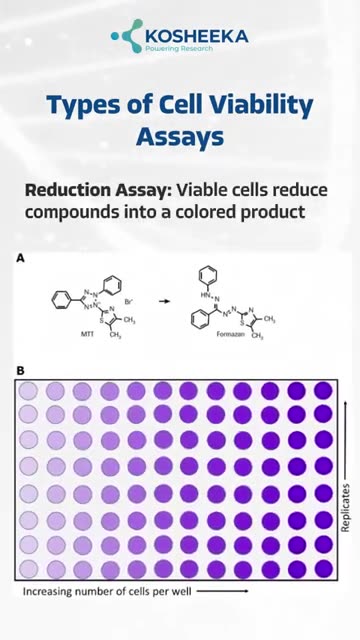 Types of Cell Viability Assays