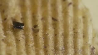 Scientific Accidents — Entry #22: Potato Chips