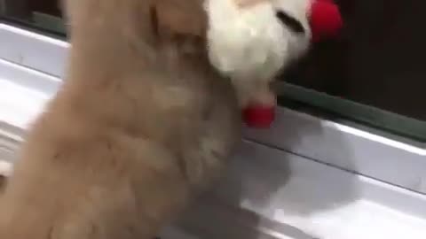 funny animals