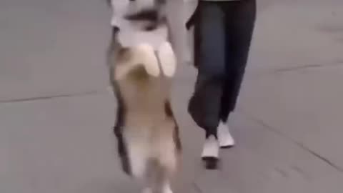 Funny dog moments 84