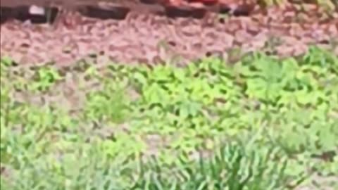 Raccoon eating