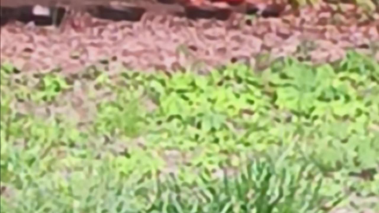 Raccoon eating