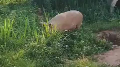 "Warning: Pigs on a rampage. Hide your snacks!