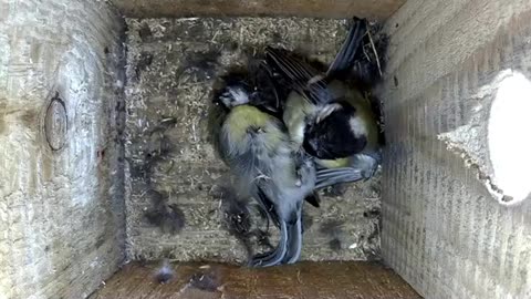 Fierce fight over nesting box with head injuries