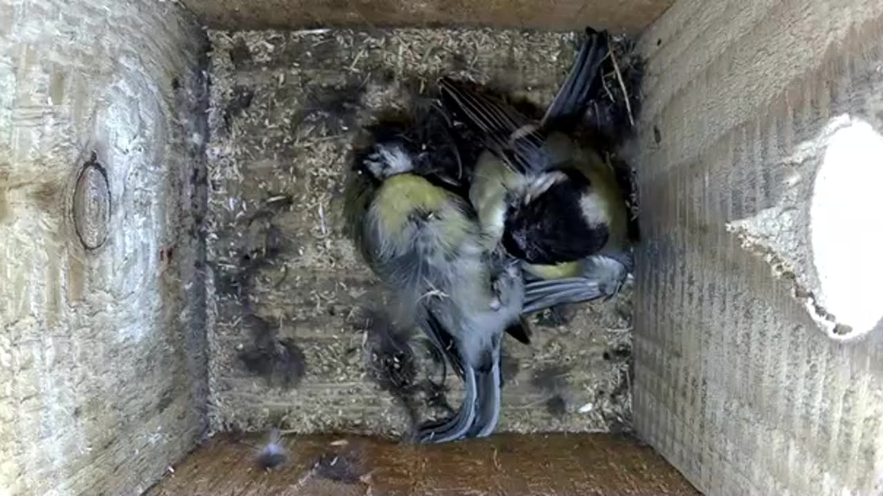 Fierce fight over nesting box with head injuries
