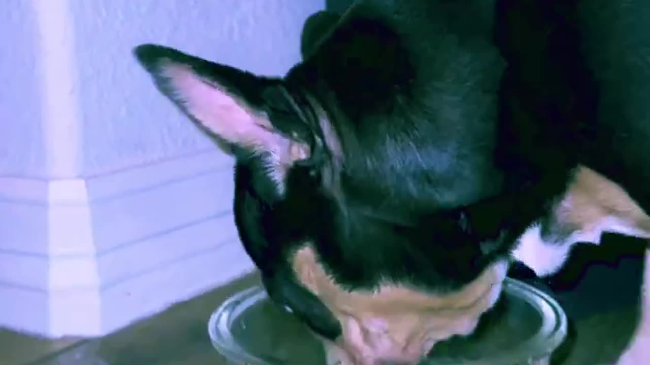 Eating ice